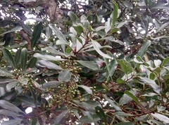 Euclea natalensis natalensis