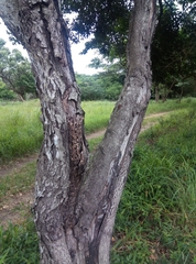 Euclea natalensis natalensis