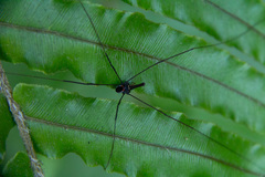 Pantopsalis phocator