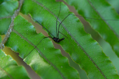 Pantopsalis phocator