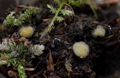 Podophacidium xanthomelum