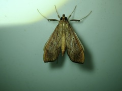 Anarmodia repandalis