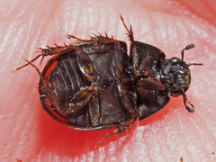 Sphaeridium scarabaeoides