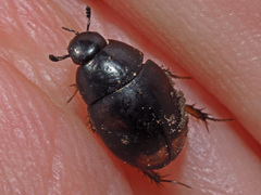 Sphaeridium scarabaeoides