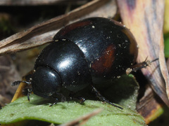 Sphaeridium scarabaeoides