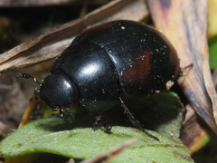 Sphaeridium scarabaeoides