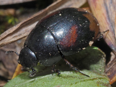 Sphaeridium scarabaeoides