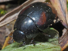 Sphaeridium scarabaeoides