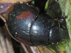 Sphaeridium scarabaeoides