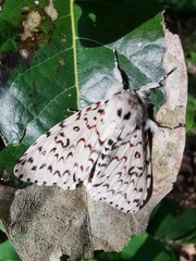 Lymantria nephrographa