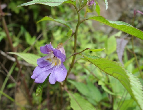 Image of Impatiens arguta by (c) Jan Vršovský, some rights reserved (CC BY-SA)