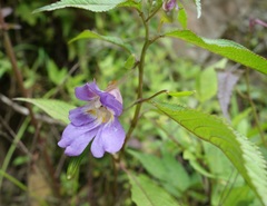 Impatiens arguta