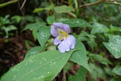 Impatiens arguta