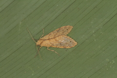 Lophocampa pectina