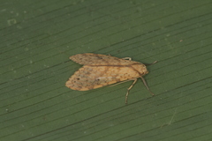 Lophocampa pectina