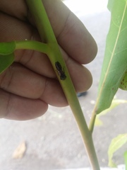 Homalodisca ichthyocephala