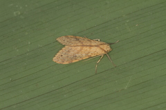 Lophocampa pectina