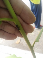 Homalodisca ichthyocephala