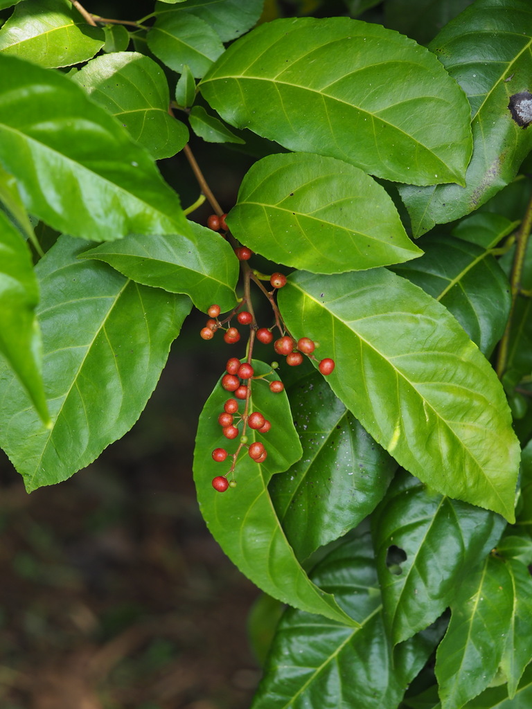 Rhamnus napalensis (Rhamnus napalensis)