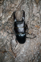 Serrognathus titanus castanicolor