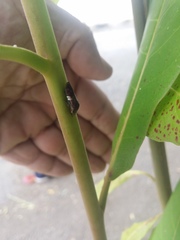 Homalodisca ichthyocephala