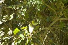 Phylloscopus ruficapilla