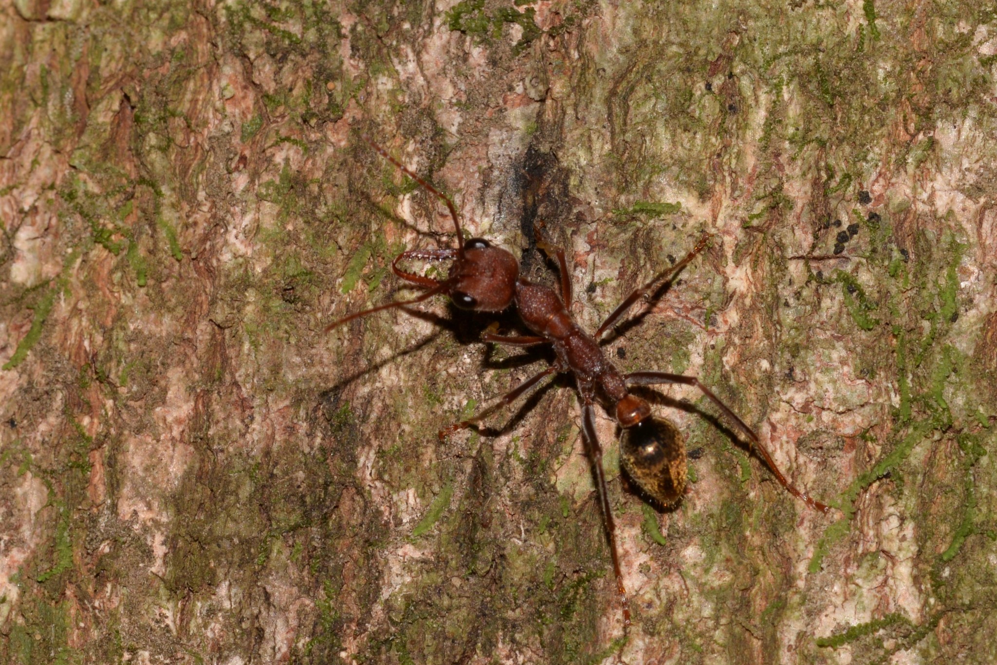 Myrmecia midas