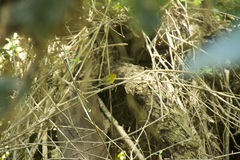 Phylloscopus ruficapilla