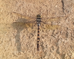 Anax immaculifrons