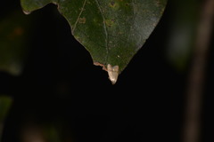 Hapaloteucha paragramma