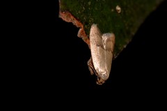Hapaloteucha paragramma
