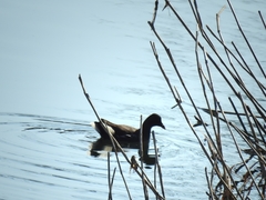 Gallinula chloropus