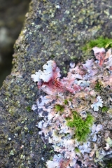 Marchandiomyces corallinus