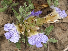 Blepharis procumbens