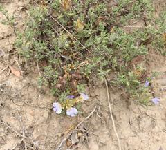 Blepharis procumbens