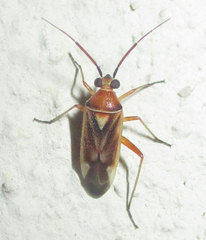 Stenotus