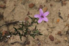 Barleria irritans