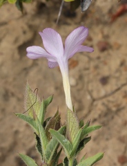 Barleria irritans