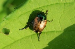 Popillia quadriguttata