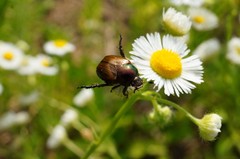 Popillia quadriguttata