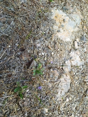 Wahlenbergia violacea