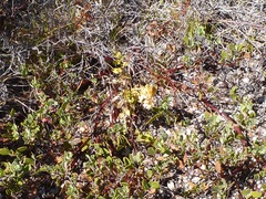 Gentiana affinis ovata