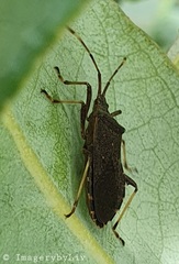 Gelonus tasmanicus
