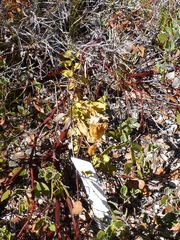Gentiana affinis ovata