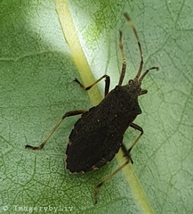 Gelonus tasmanicus