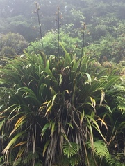 Phormium cookianum hookeri