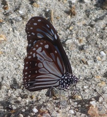 Parantica