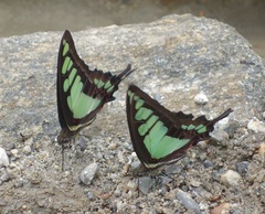 Graphium cloanthus
