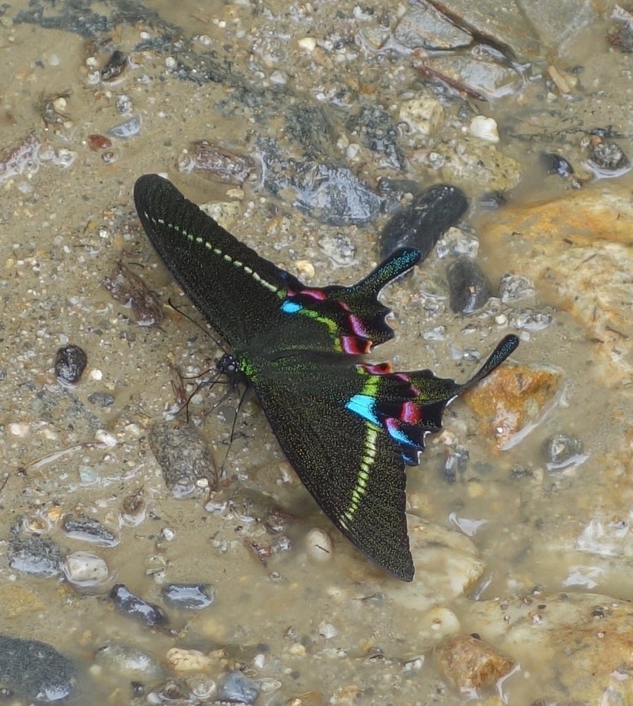 Krishna Peacock