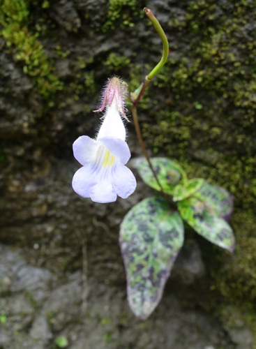 Henckelia pumila, photograph 6
